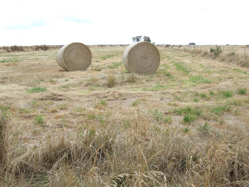Excellent opportunity to cut hay, crop or just feed stock Picture 1