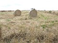 Excellent opportunity to cut hay, crop or just feed stock Picture