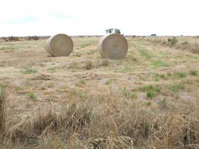 Excellent opportunity to cut hay, crop or just feed stock Picture