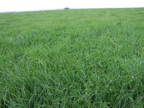 Hay, Irrigation & Grazing Opportunity Picture 1