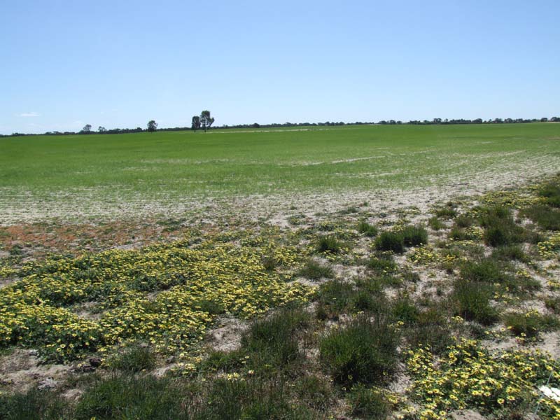 IDEAL SHEEP AND CATTLE COUNTRY Picture 3