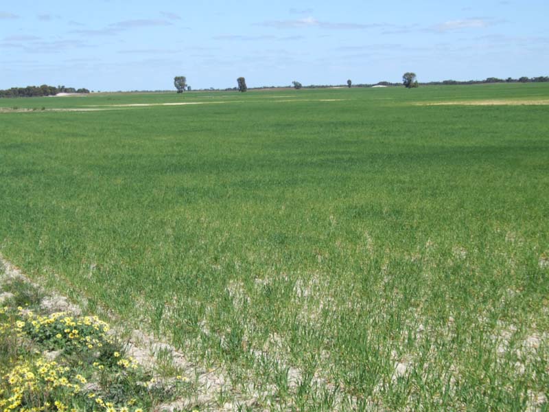 IDEAL SHEEP AND CATTLE COUNTRY Picture 2