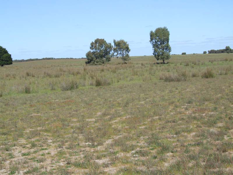 IDEAL SHEEP AND CATTLE COUNTRY Picture 1