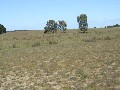 IDEAL SHEEP AND CATTLE COUNTRY Picture