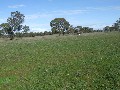 Well Balanced Grazing Country Picture