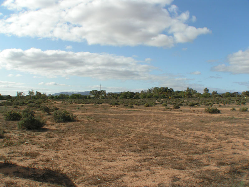 LARGE ALLOTMENT Picture 3