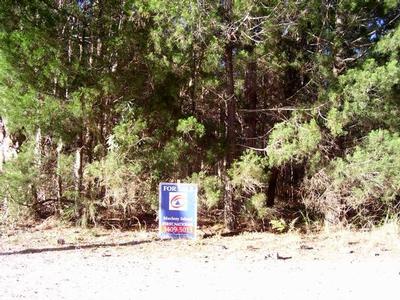 CAN'T SEE THE FOREST FOR THE TREES!!! Picture