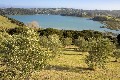 PUTUKI GROVE AT RANGIHOUA ESTATE Picture