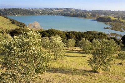 PUTUKI GROVE AT RANGIHOUA ESTATE Picture