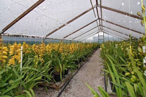 ENVIABLE LIFESTYLE WITH INCOME Picture 2