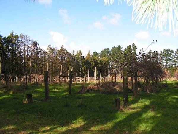 DIAMOND IN THE ROUGH! Picture 3