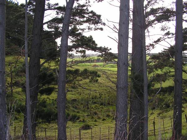 DIAMOND IN THE ROUGH! Picture 2