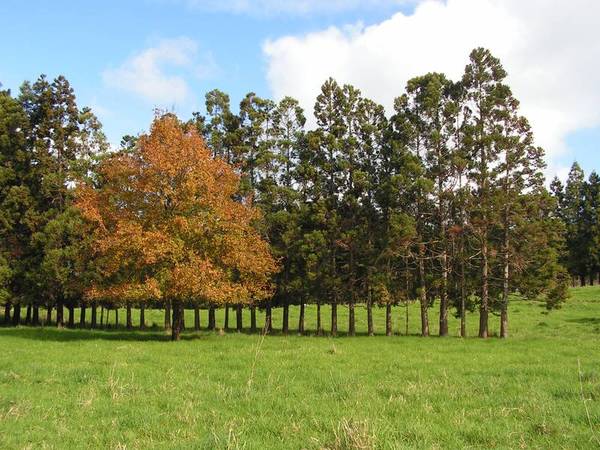 DIAMOND IN THE ROUGH! Picture 1