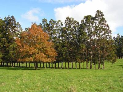 DIAMOND IN THE ROUGH! Picture DIAMOND IN THE ROUGH! Picture