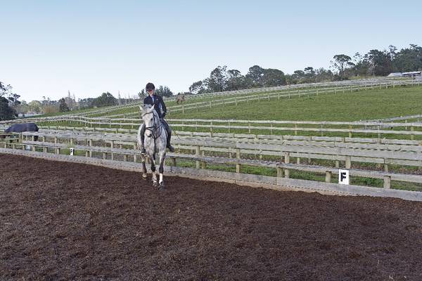 Equestrian Opportunity Picture 1