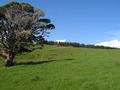 Peaceful Pastoral Setting Picture