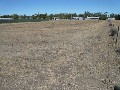 WARRACKNABEAL Picture