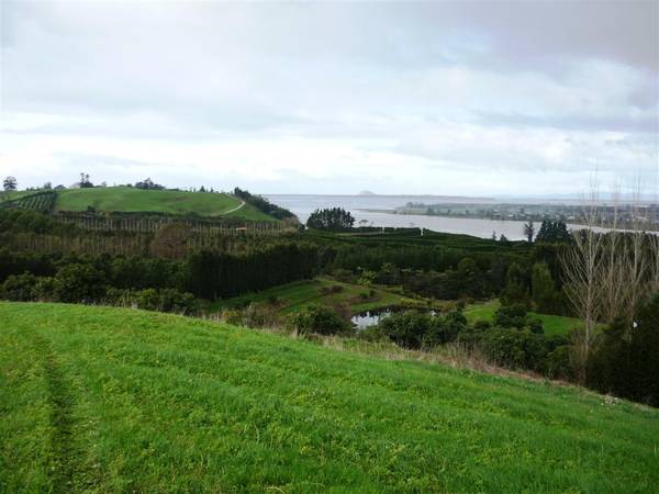 Paradise in Katikati Picture 3