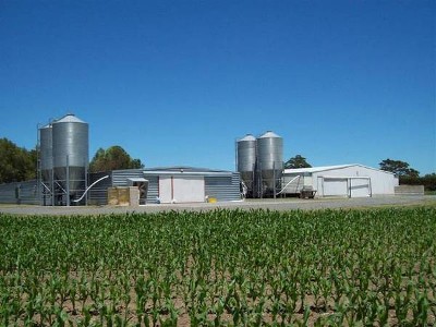 New Chicken Broiler Listing Picture