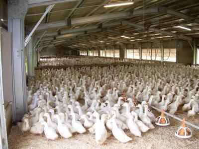 Duck & Dairy Farming
$2,990,000 + GST on land Picture