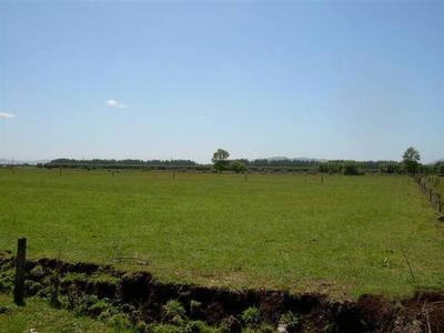 In The Golden Triangle Picture