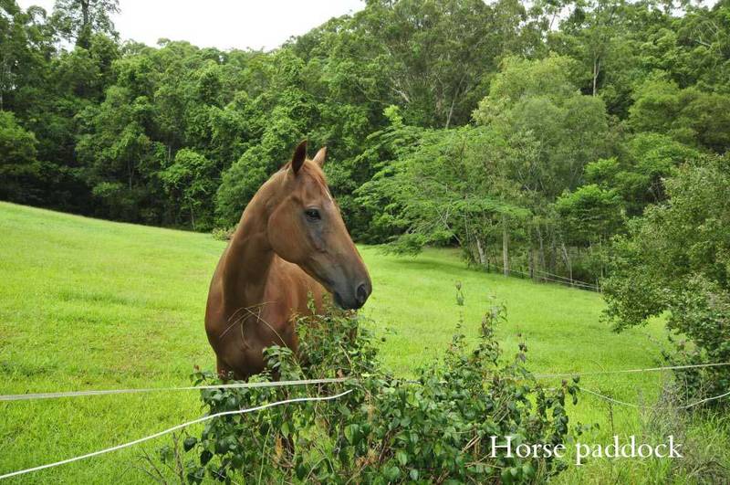 'PITTA FOREST' Picture 2