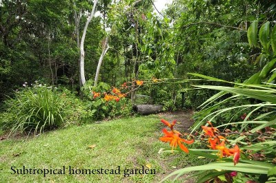 'PITTA FOREST' Picture