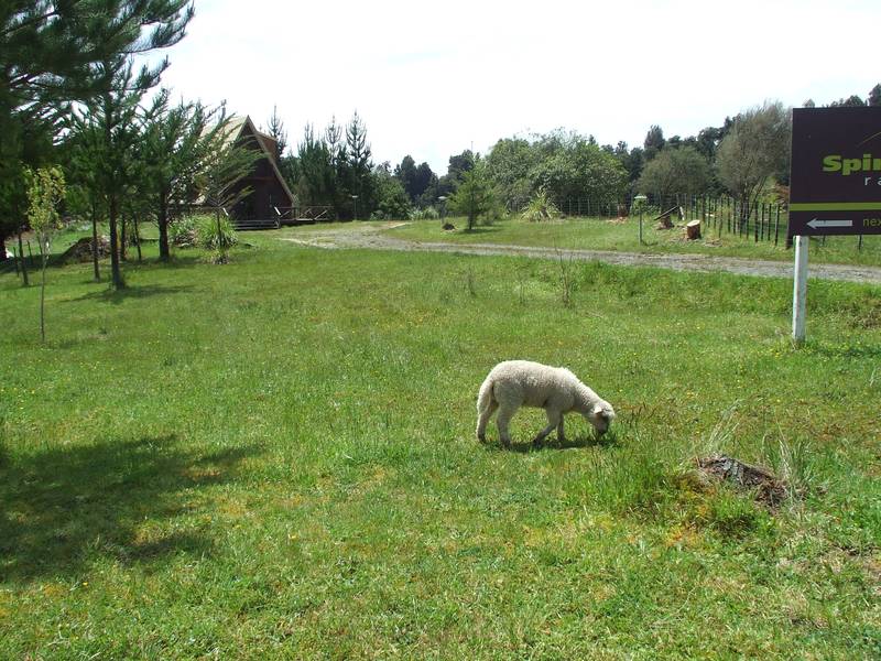 RAURIMU, RUAPEHU Picture 1