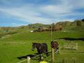 Te Kuiti Lifestyle Picture