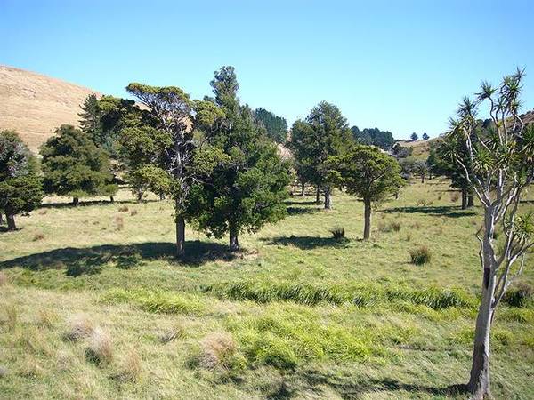 Native Bush - Grazing - A
Peaceful
Sanctuary - Picture 3