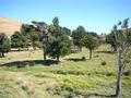 Native Bush - Grazing - A
Peaceful
Sanctuary - Picture