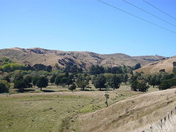 Native Bush - Grazing - A
Peaceful
Sanctuary - Picture 2