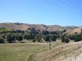 Native Bush - Grazing - A
Peaceful
Sanctuary - Picture