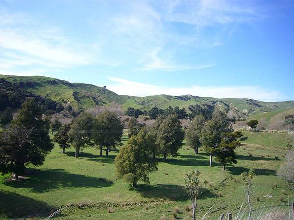 NATIVE BUSH - GRAZING - 19 ACRES - HANDY MARTINBOROUGH Picture 2