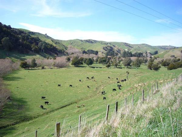 NATIVE BUSH - GRAZING - 19 ACRES - HANDY MARTINBOROUGH Picture 1