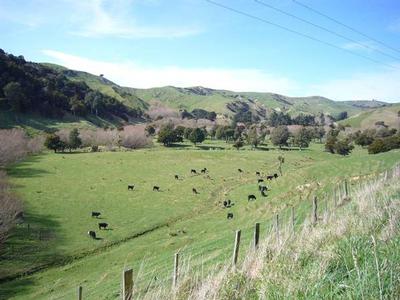 NATIVE BUSH - GRAZING - 19 ACRES - HANDY MARTINBOROUGH Picture NATIVE BUSH - GRAZING - 19 ACRES - HANDY MARTINBOROUGH Picture