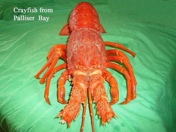 Wharekauhau - reward yourself - you deserve it Picture 1