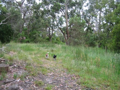 AN ACRE OF NATURE CLOSE TO PHILLIP ISLAND Picture