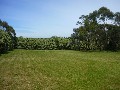 MAGNIFICENT 1 ACRE SITE IN NARRE WARREN NORTH - LOT 2 Picture