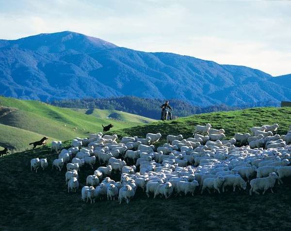 Paratiho Farms, New Zealand Picture 3