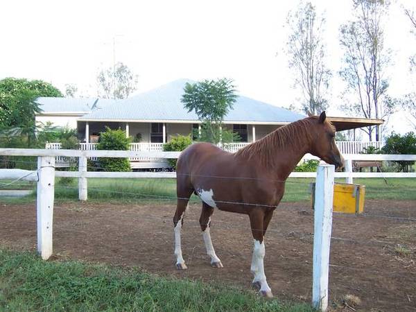 RURAL PROPERTY & BUSINESS ONLY 30 MINS FROM IPSWICH CBD Picture 2