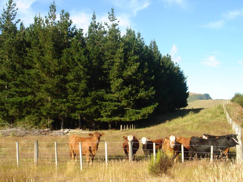 WHAKAIPO BAY Picture 2