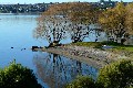 LAKESIDE - THREE MILE BAY - LAKE TAUPO Picture