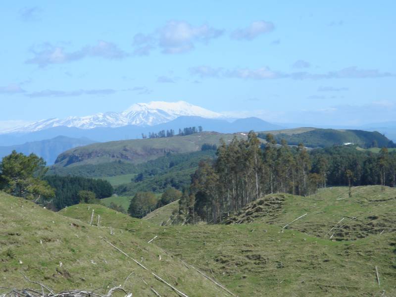 KINLOCH - LAKE TAUPO Picture 2