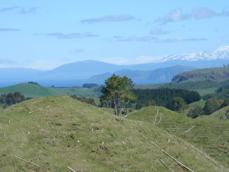 KINLOCH - LAKE TAUPO Picture 3