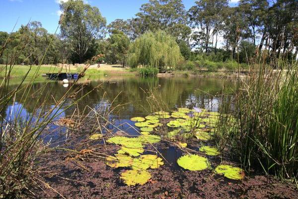 A FINE PEDIGREE Picture 1