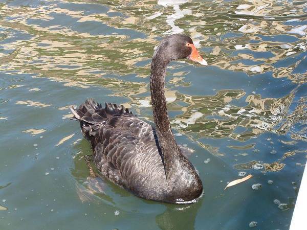 LIGHT, BRIGHT, WATERFRONT. Picture 3