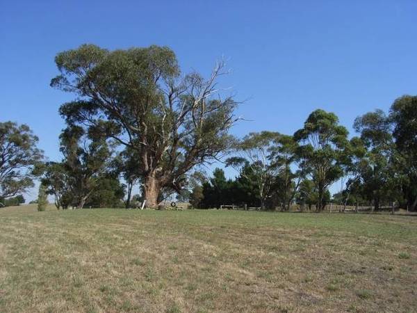 DREAM COME TRUE Picture 1