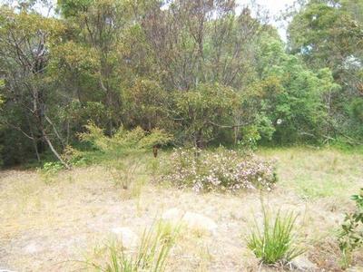 WALK TO THE YACHT CLUB Picture