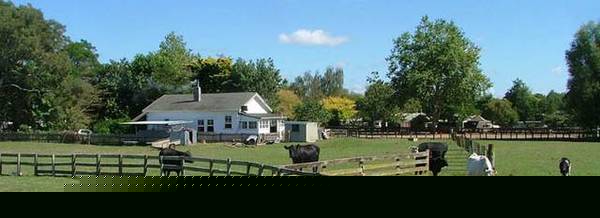 Private Sale - Waikato Lifestyle Block Picture 1